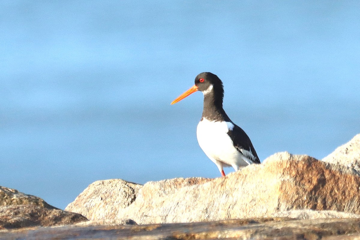 Eurasian Oystercatcher - ML645645287