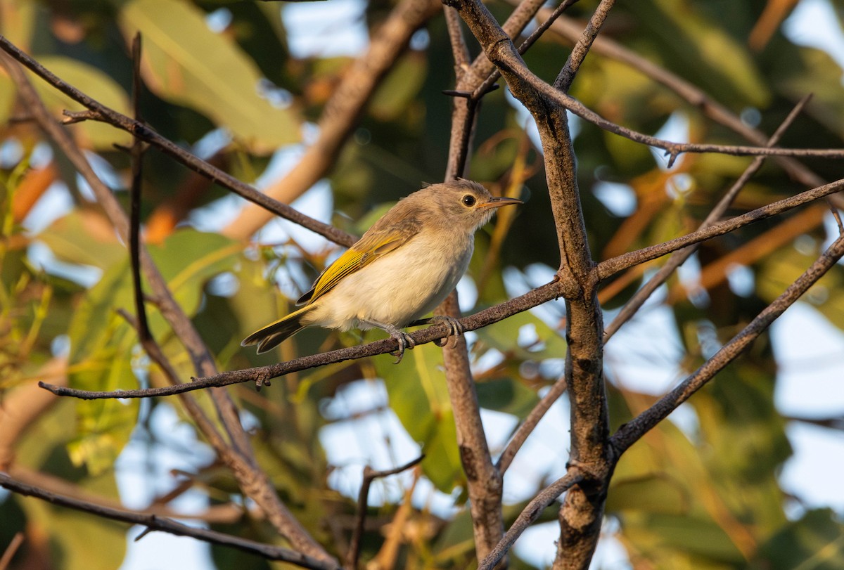 Rufous-banded Honeyeater - ML645645288