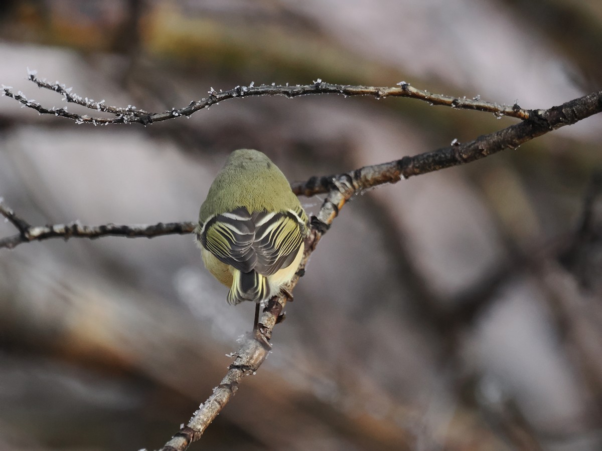 Ruby-crowned Kinglet - ML645645289