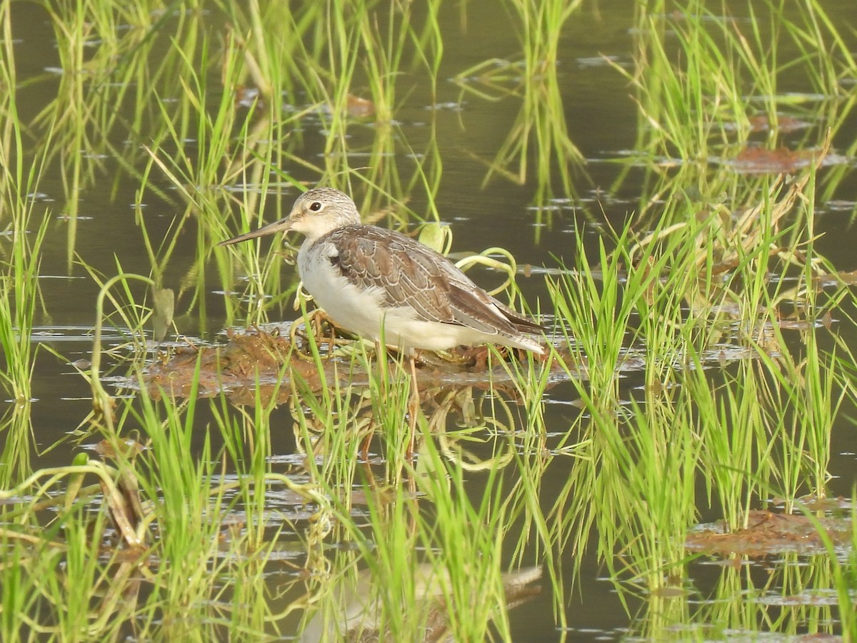 Common Greenshank - ML645645290