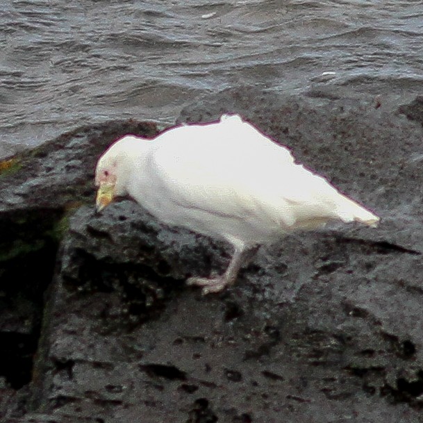 Snowy Sheathbill - ML645645291