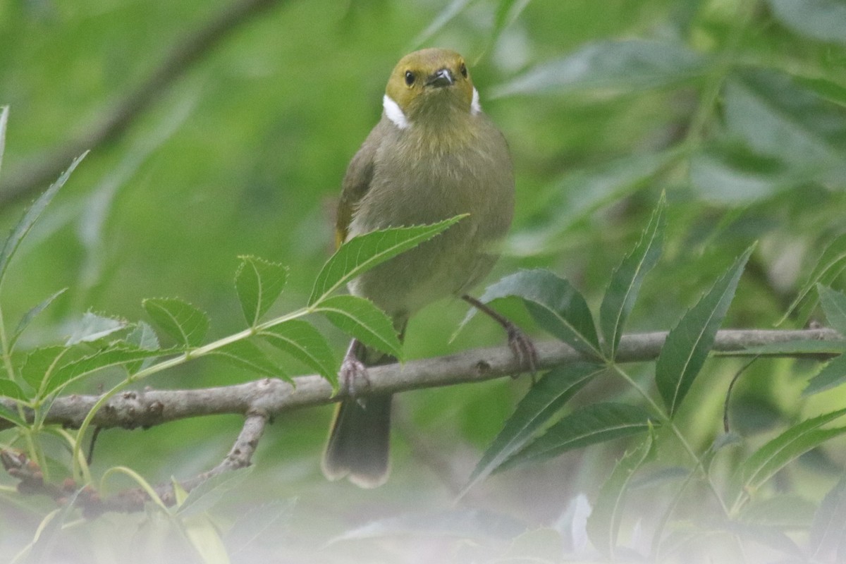 White-plumed Honeyeater - ML645645294