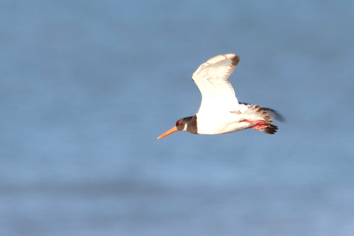 Eurasian Oystercatcher - ML645645295