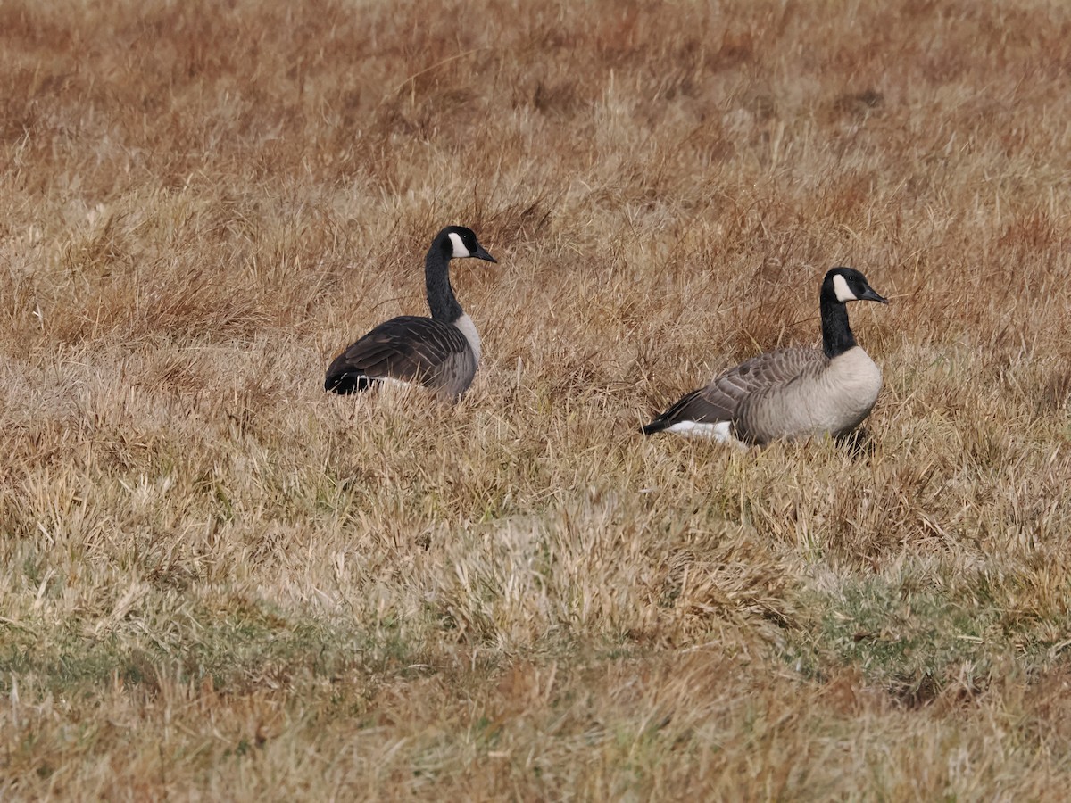 Canada Goose - ML645645296