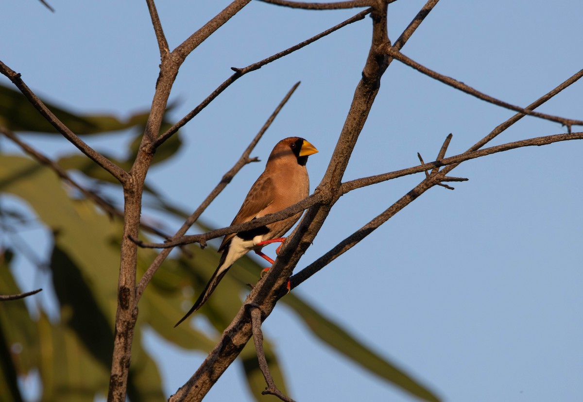 Masked Finch (Masked) - ML645645299