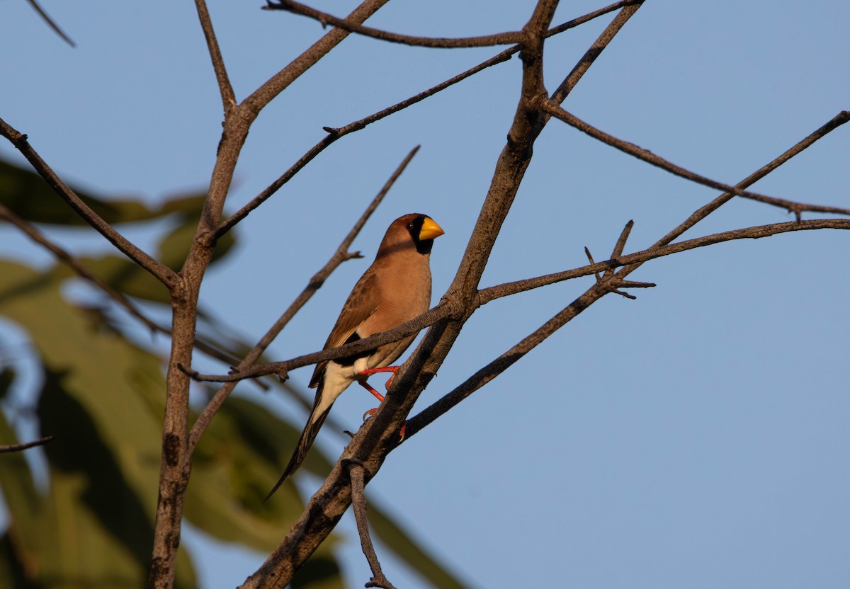 Masked Finch (Masked) - ML645645300