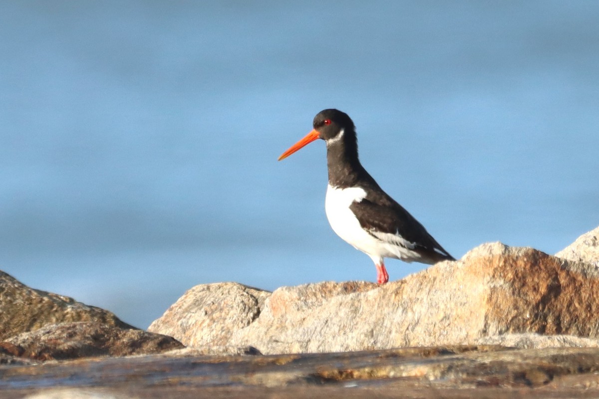 Eurasian Oystercatcher - ML645645307