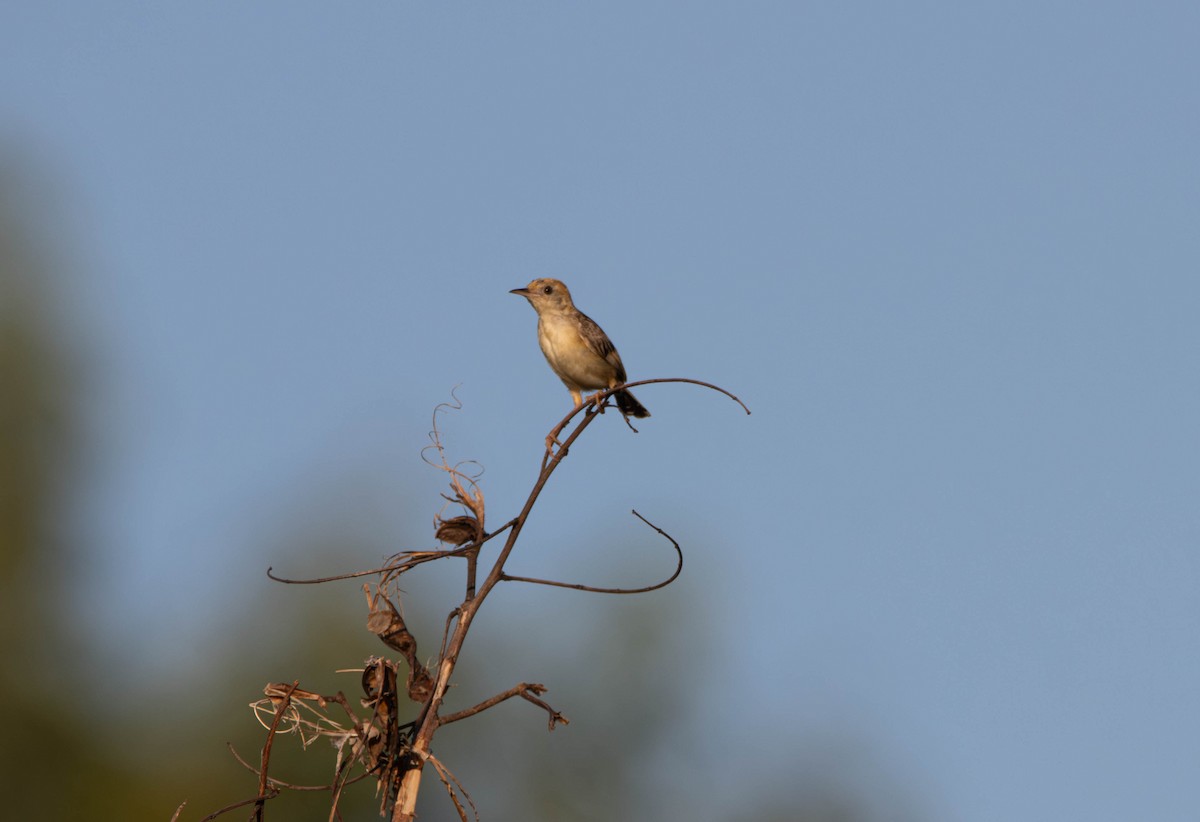 Golden-headed Cisticola - ML645645308