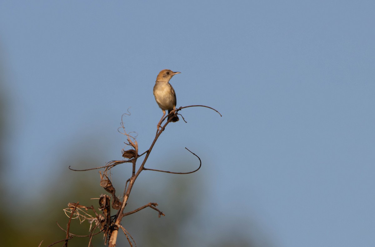 Golden-headed Cisticola - ML645645309