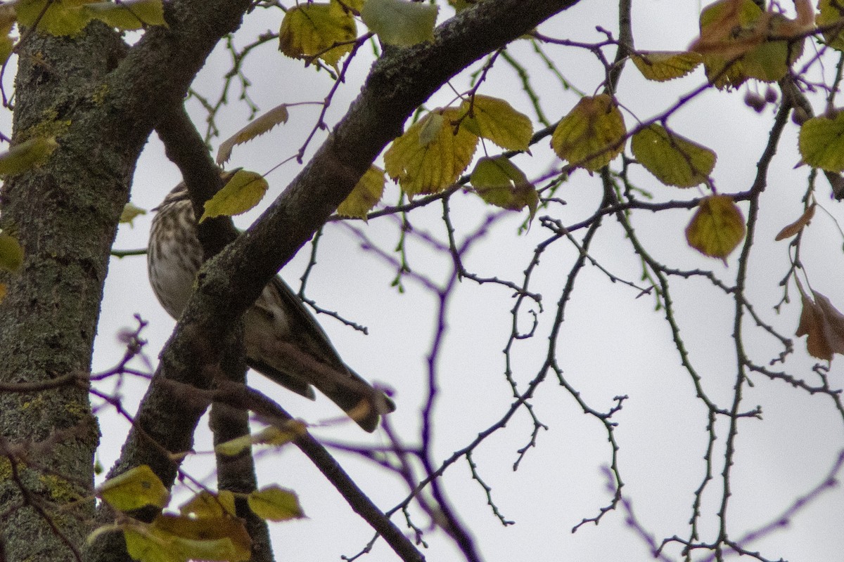 Redwing - ML645645311