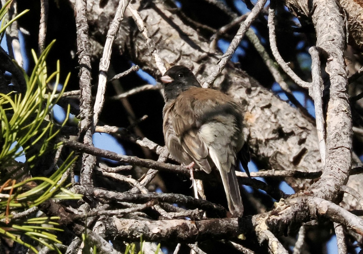 Dark-eyed Junco - ML645645312