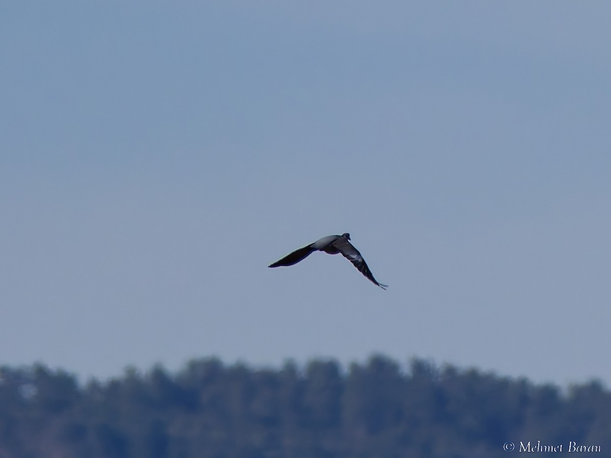 ringdue - ML645645313