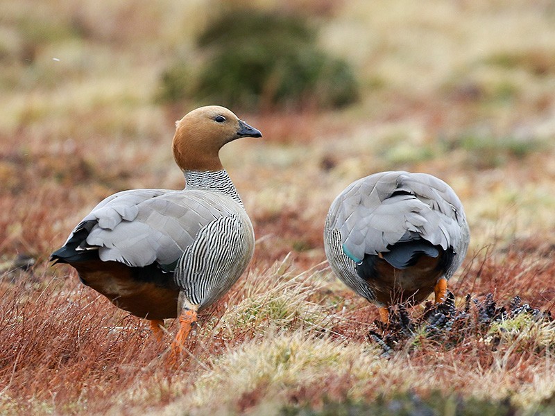 Ruddy-headed Goose - ML645645315