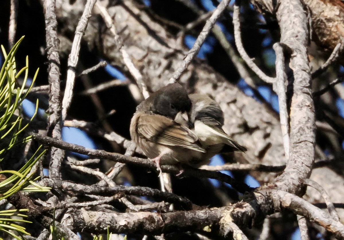 Dark-eyed Junco - ML645645316