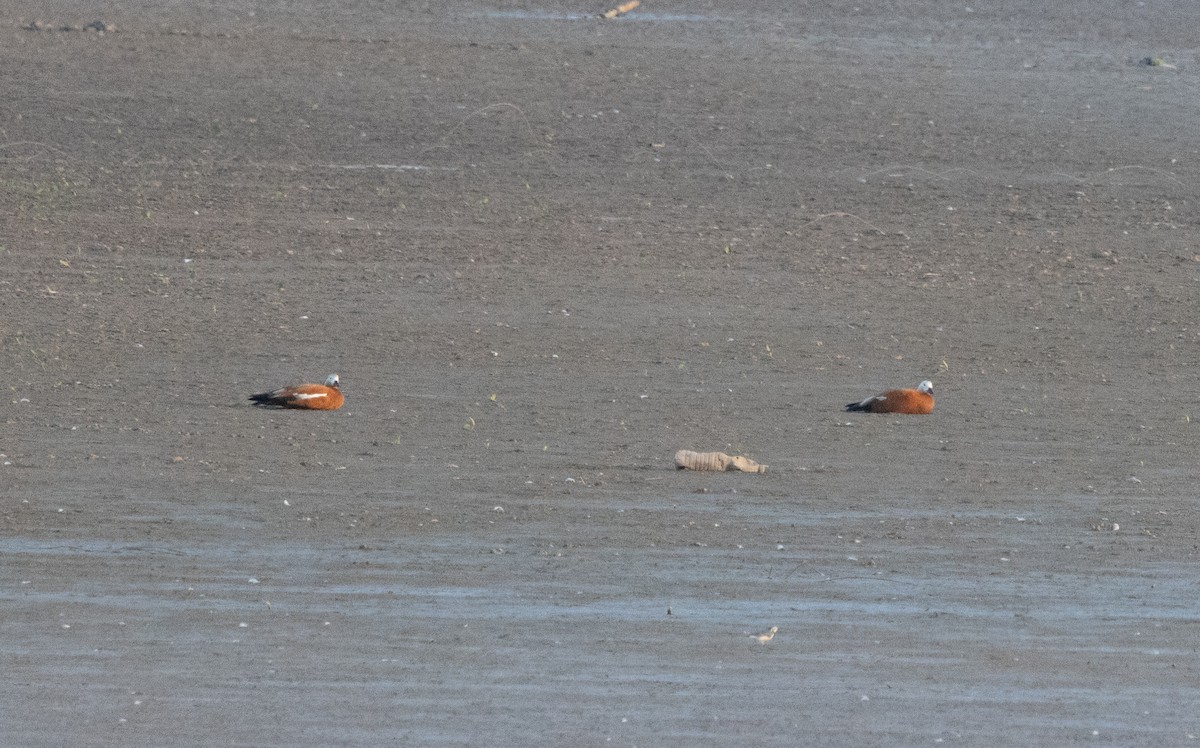 Ruddy Shelduck - ML645645317