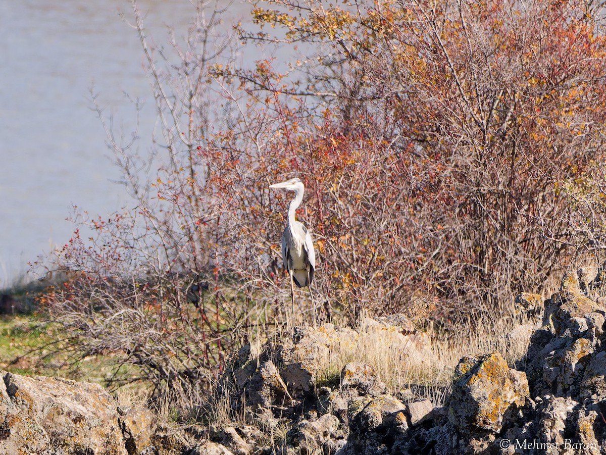 gråhegre - ML645645318