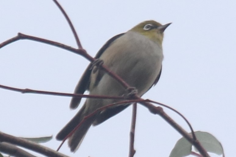 gråbrystbrillefugl - ML645645319