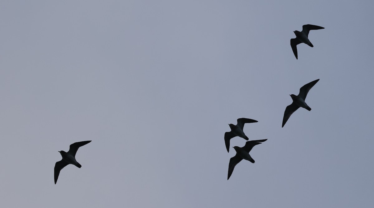 Сивка звичайна - ML645645320