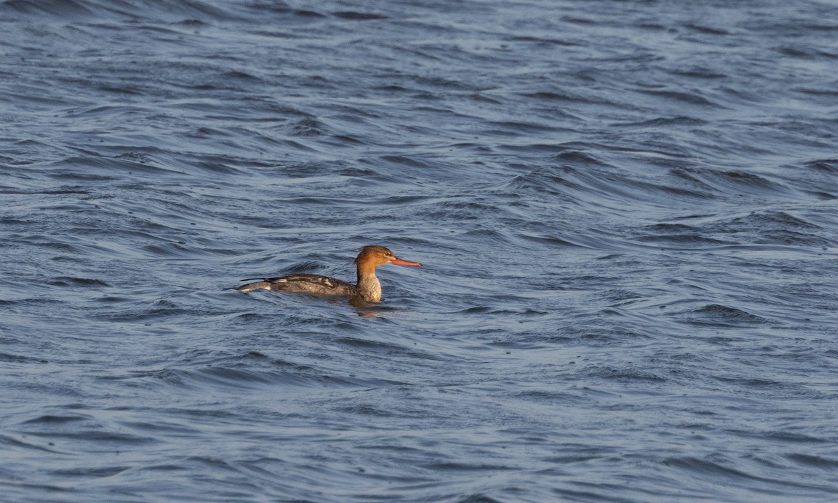 Red-breasted Merganser - ML645645321