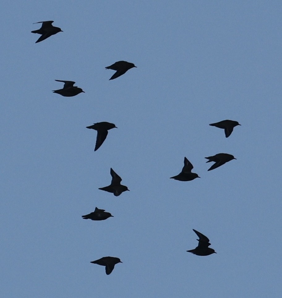 Сивка звичайна - ML645645322