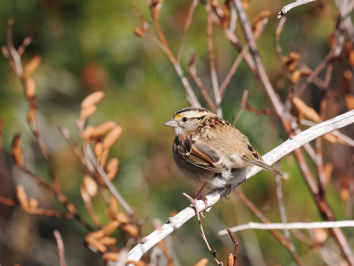 hvitstrupespurv - ML645645323