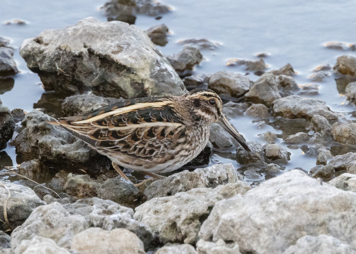 kvartbekkasin - ML645645324