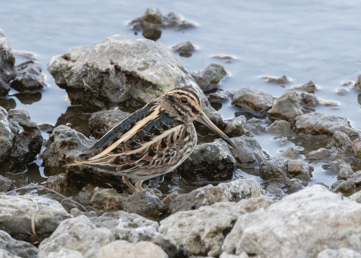 kvartbekkasin - ML645645325