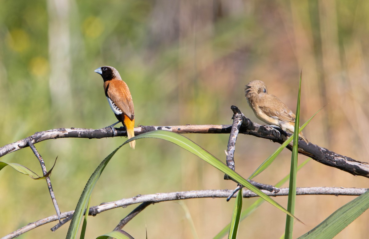 sivnonne - ML645645326