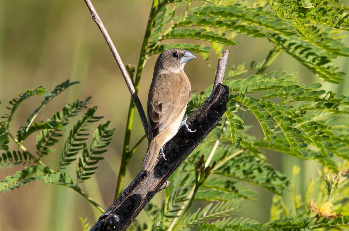 sivnonne - ML645645327