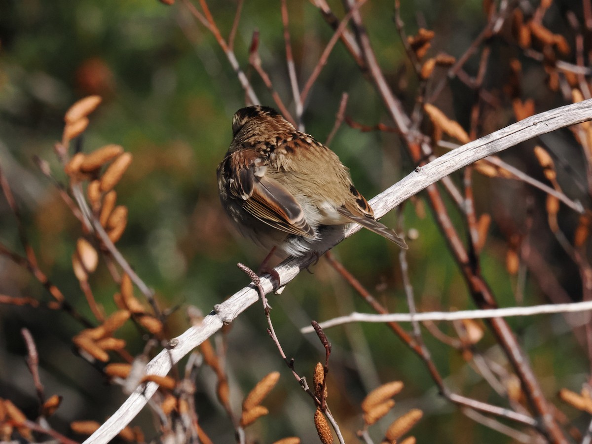 hvitstrupespurv - ML645645328