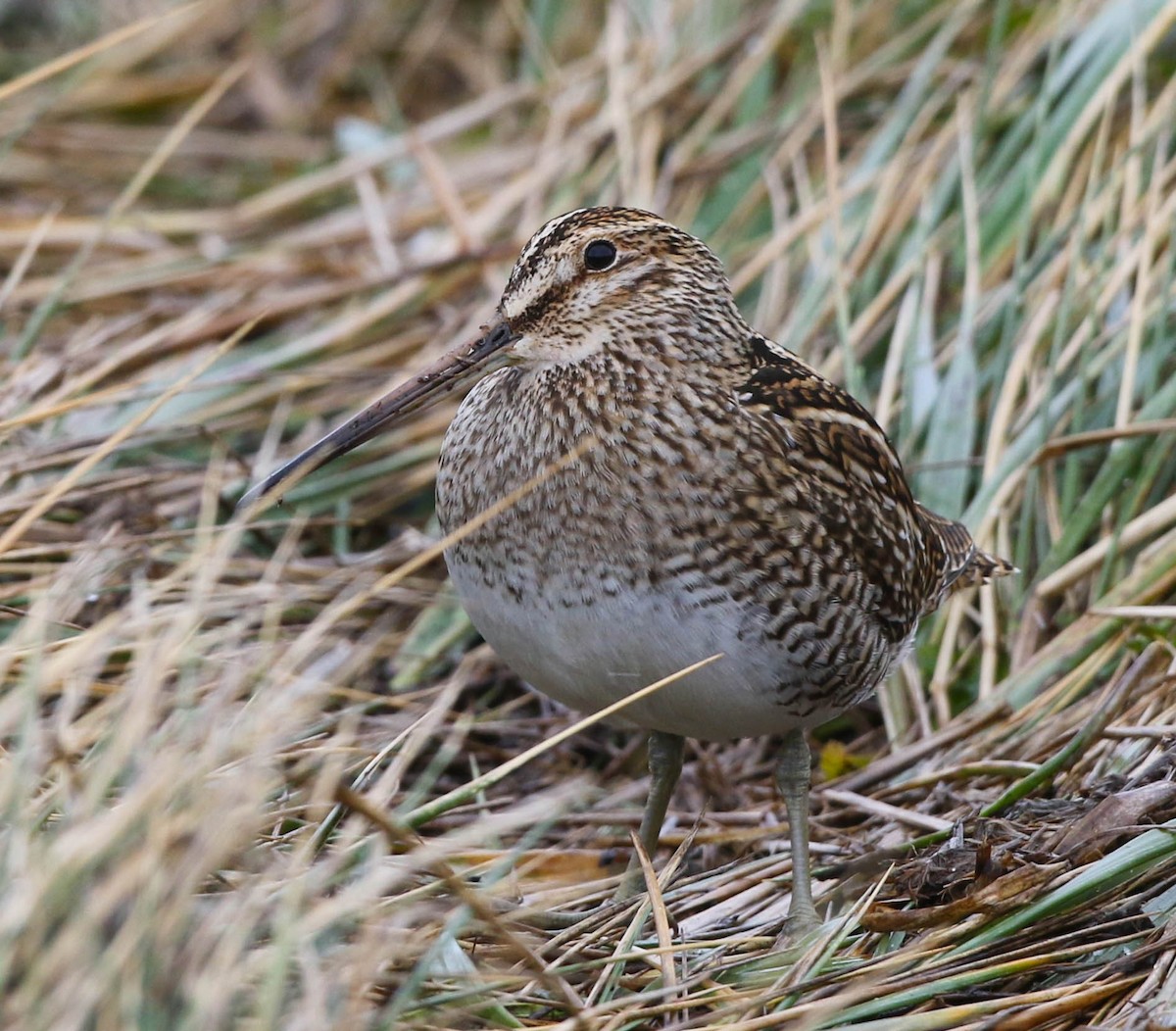 patagoniabekkasin - ML645645329