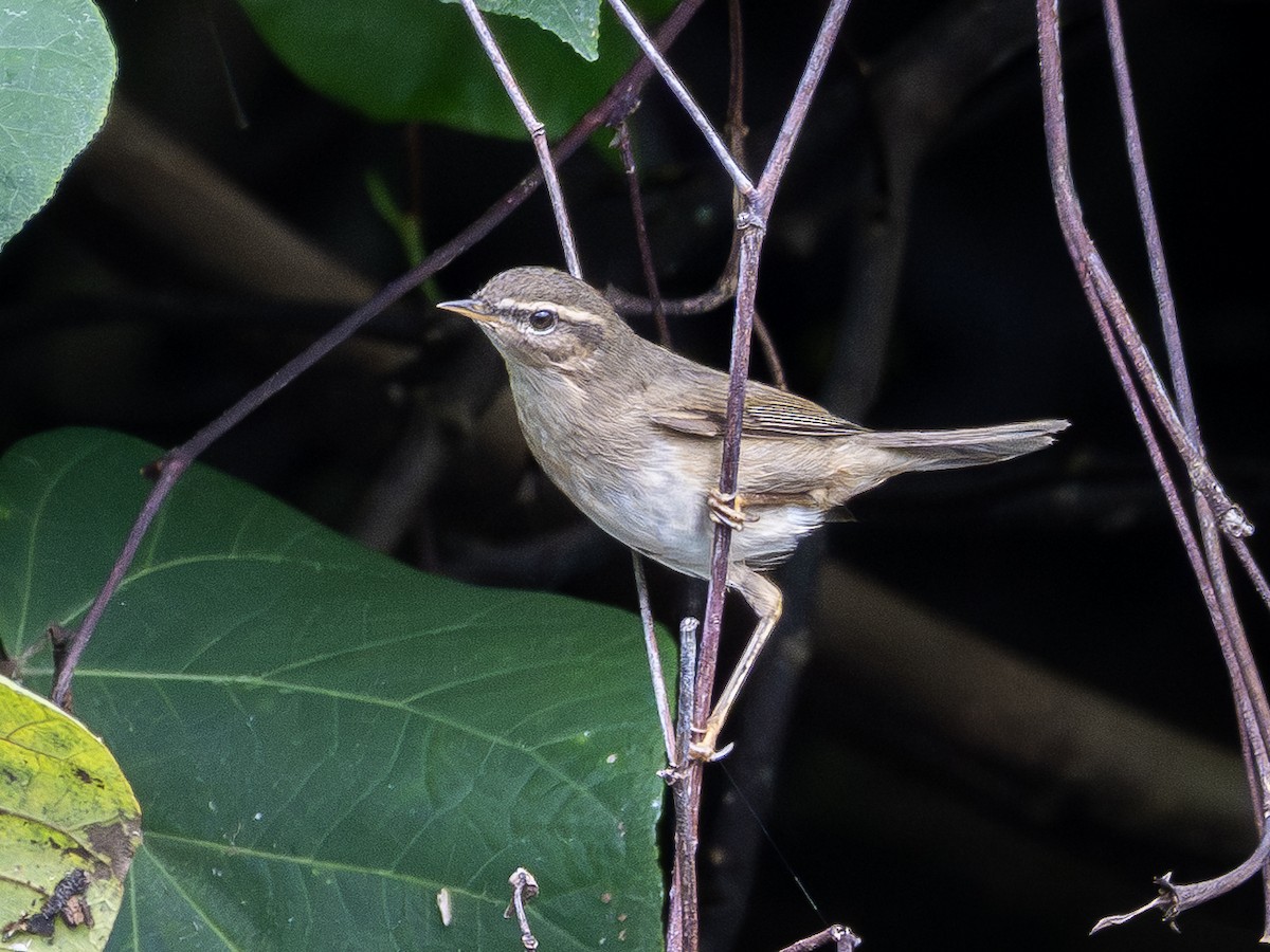 褐色柳鶯 - ML645645330