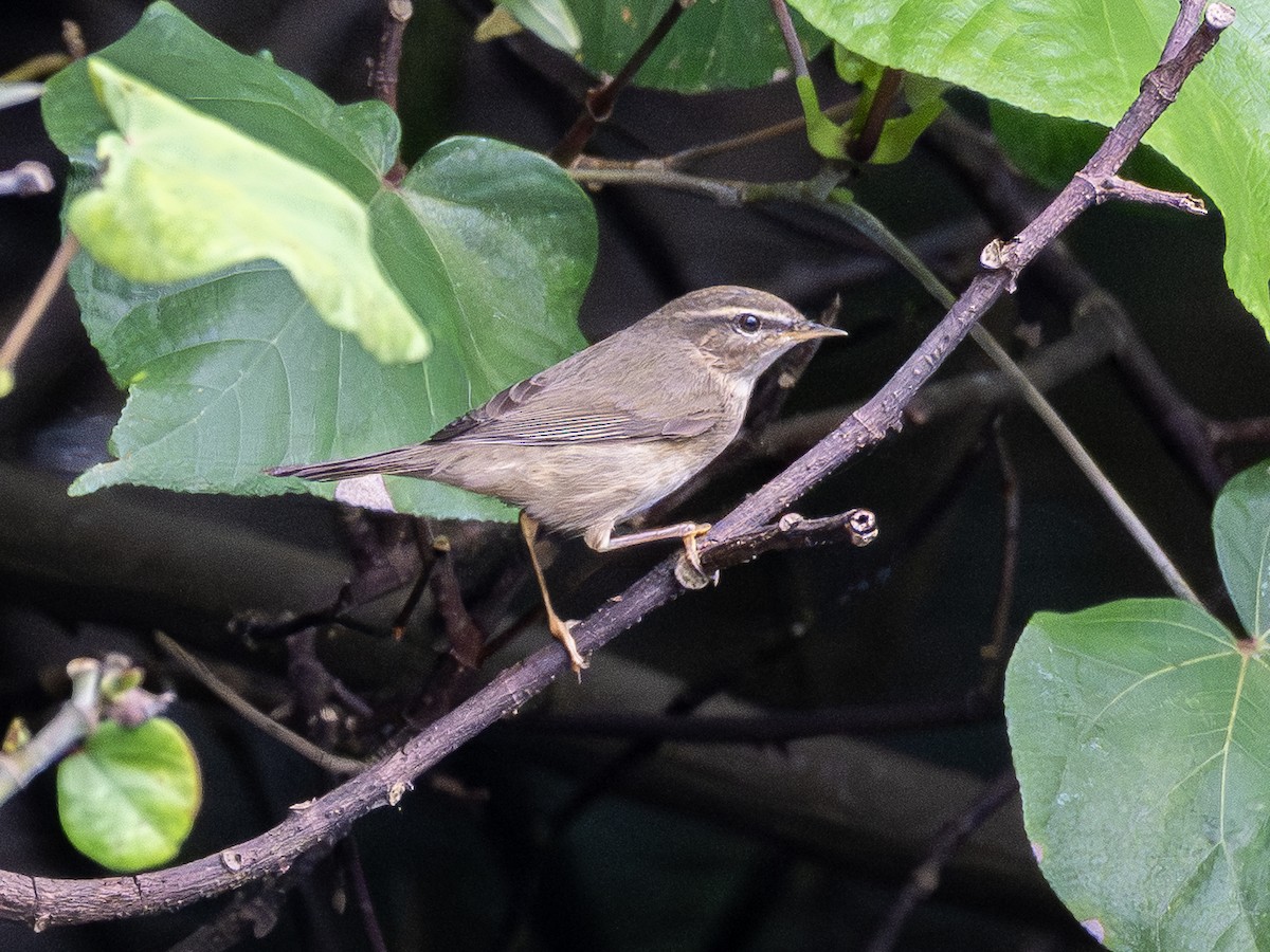 褐色柳鶯 - ML645645331