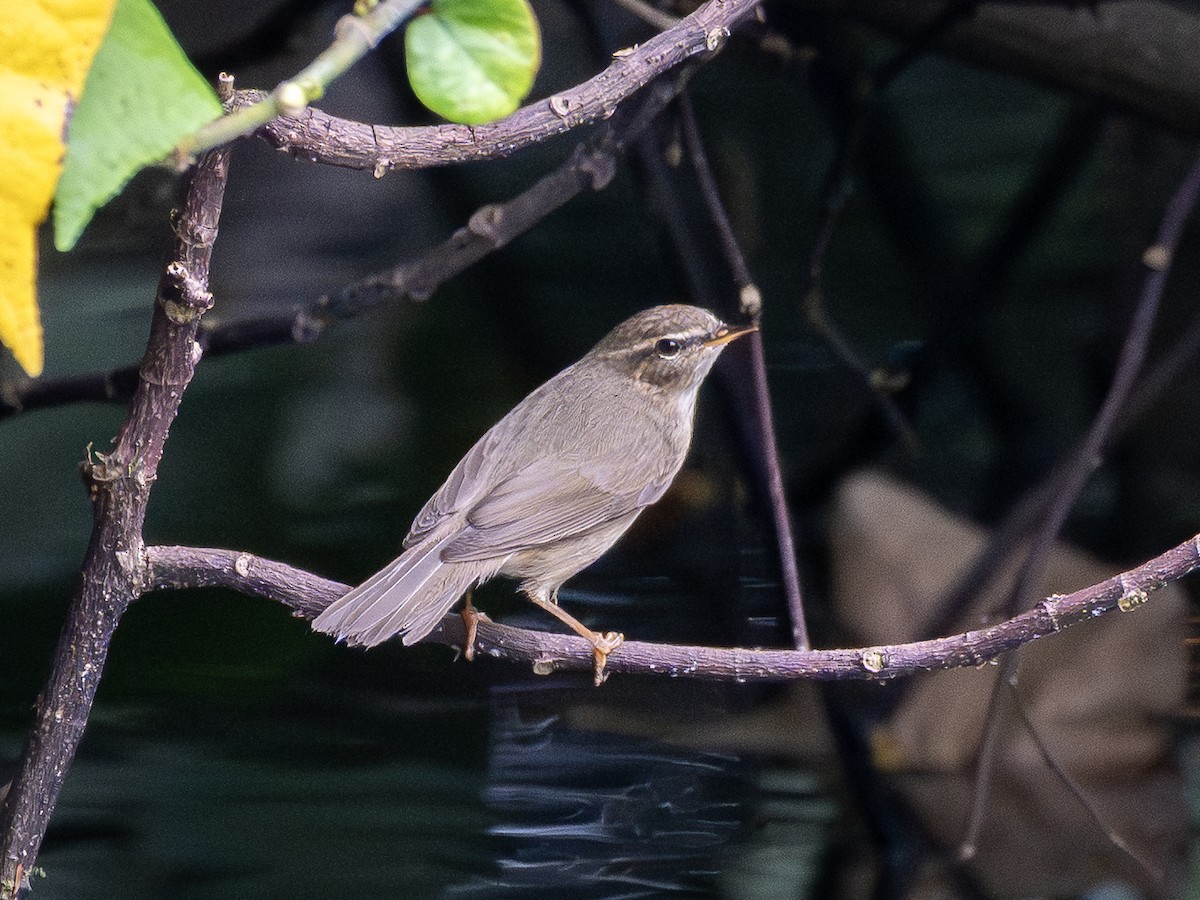 褐色柳鶯 - ML645645332