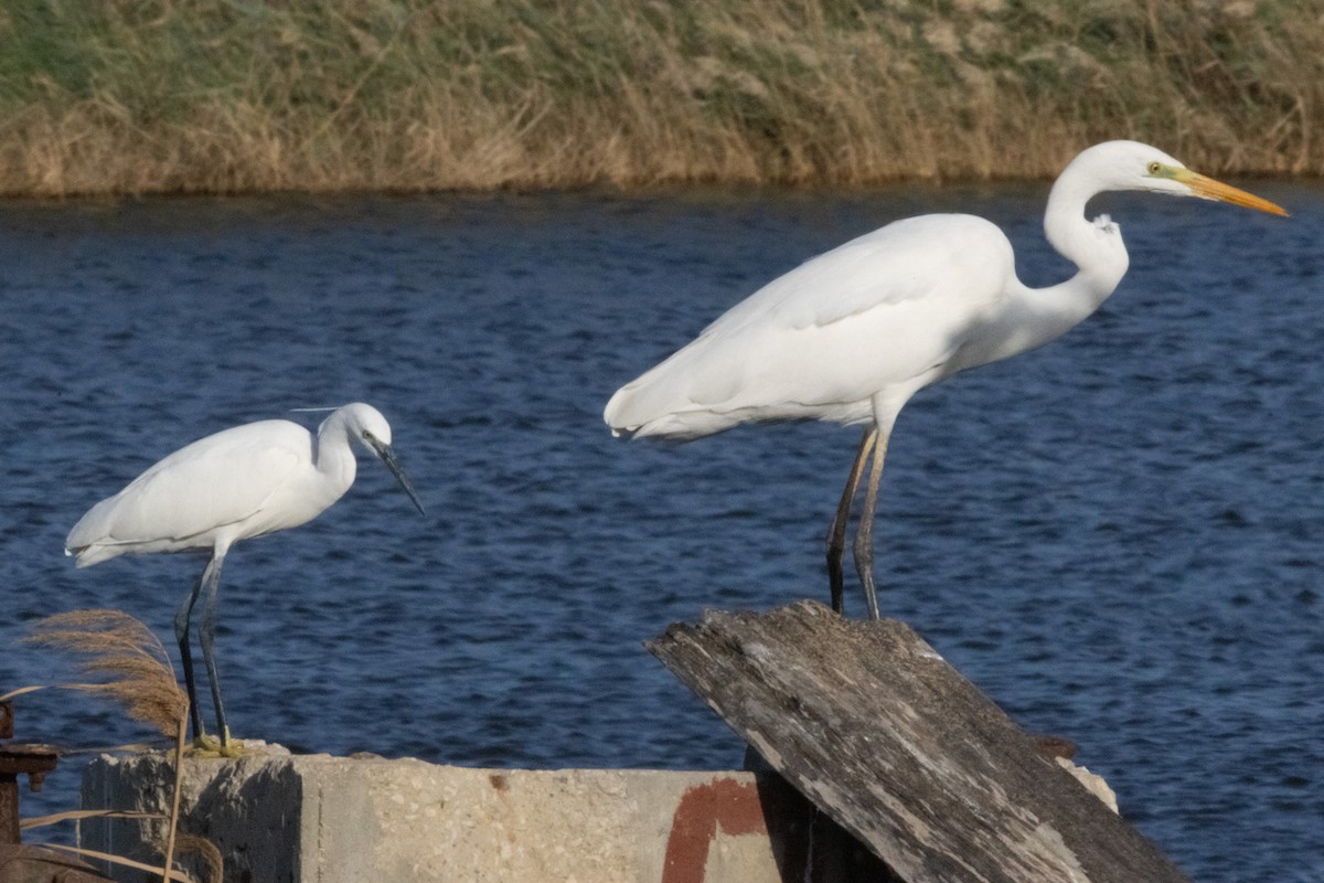 egretthegre - ML645645333