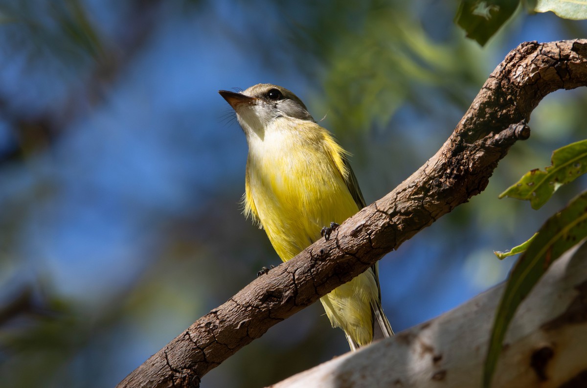 sitronflueskvett (flavigaster gr.) - ML645645334