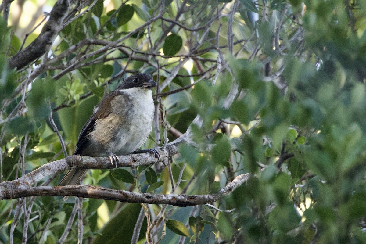 puertoricotanagar - ML645645335