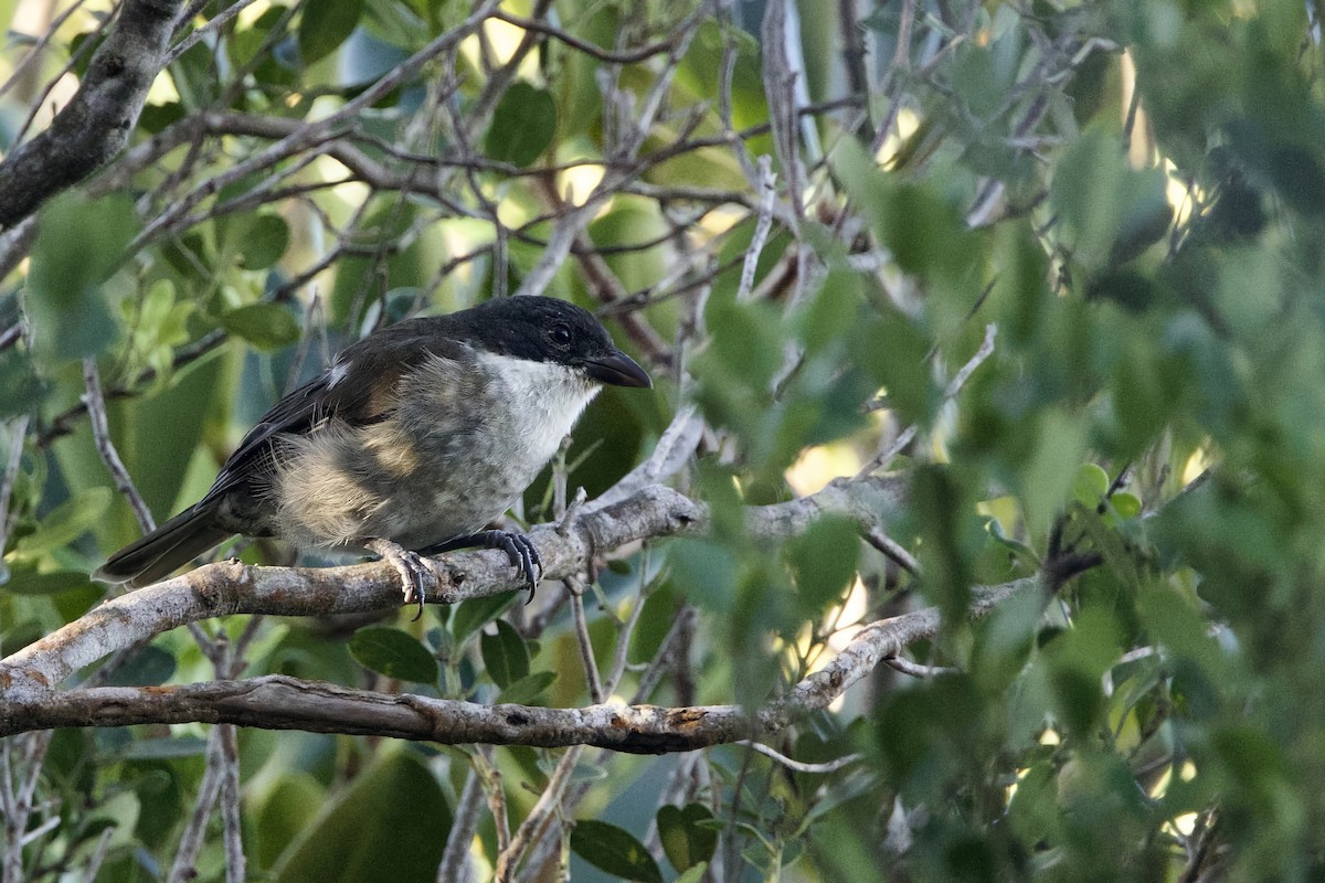 puertoricotanagar - ML645645336