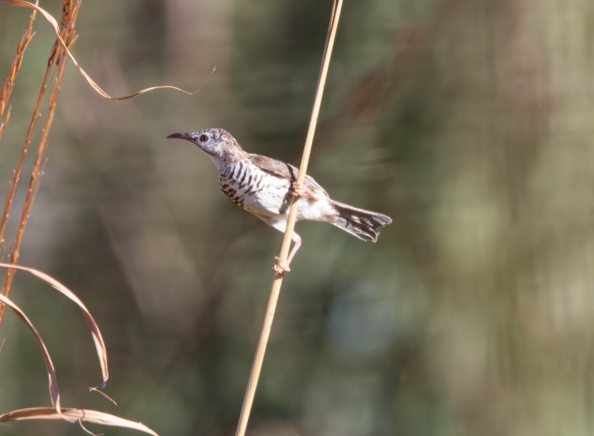 båndbrysthonningeter - ML645645337