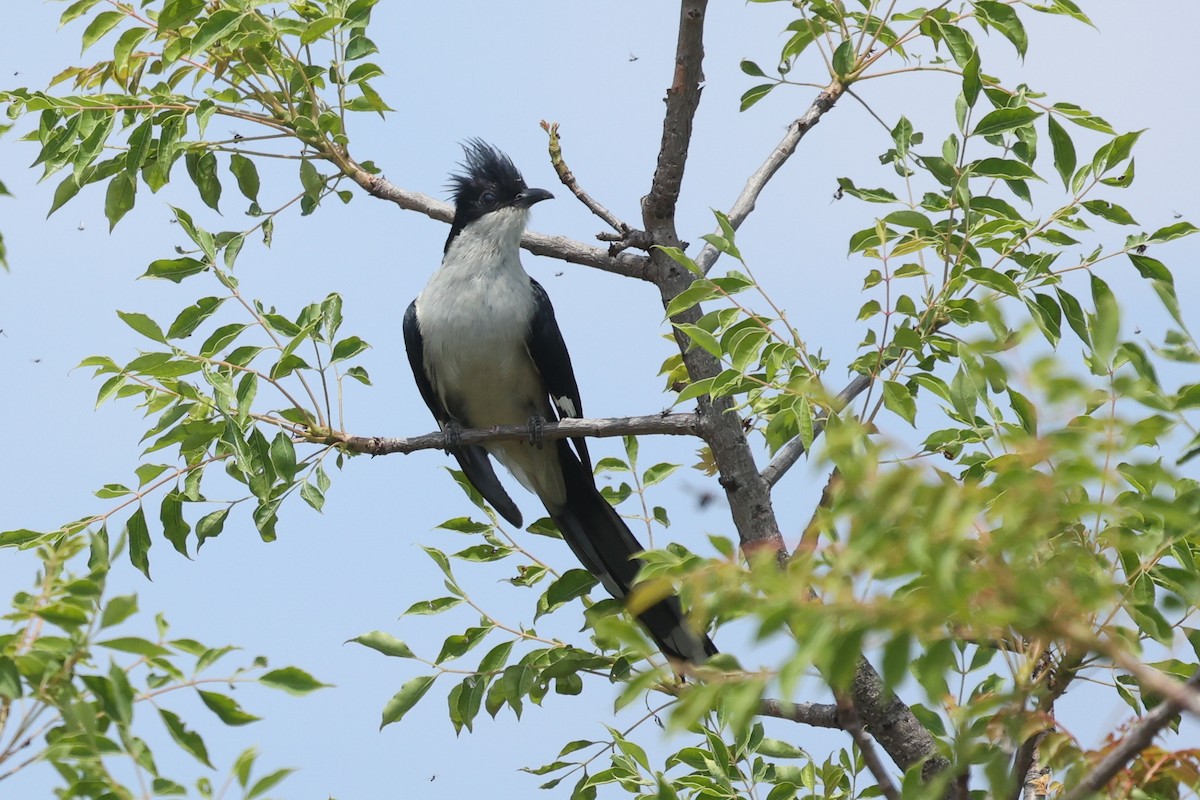 jakobinergjøk - ML645645338