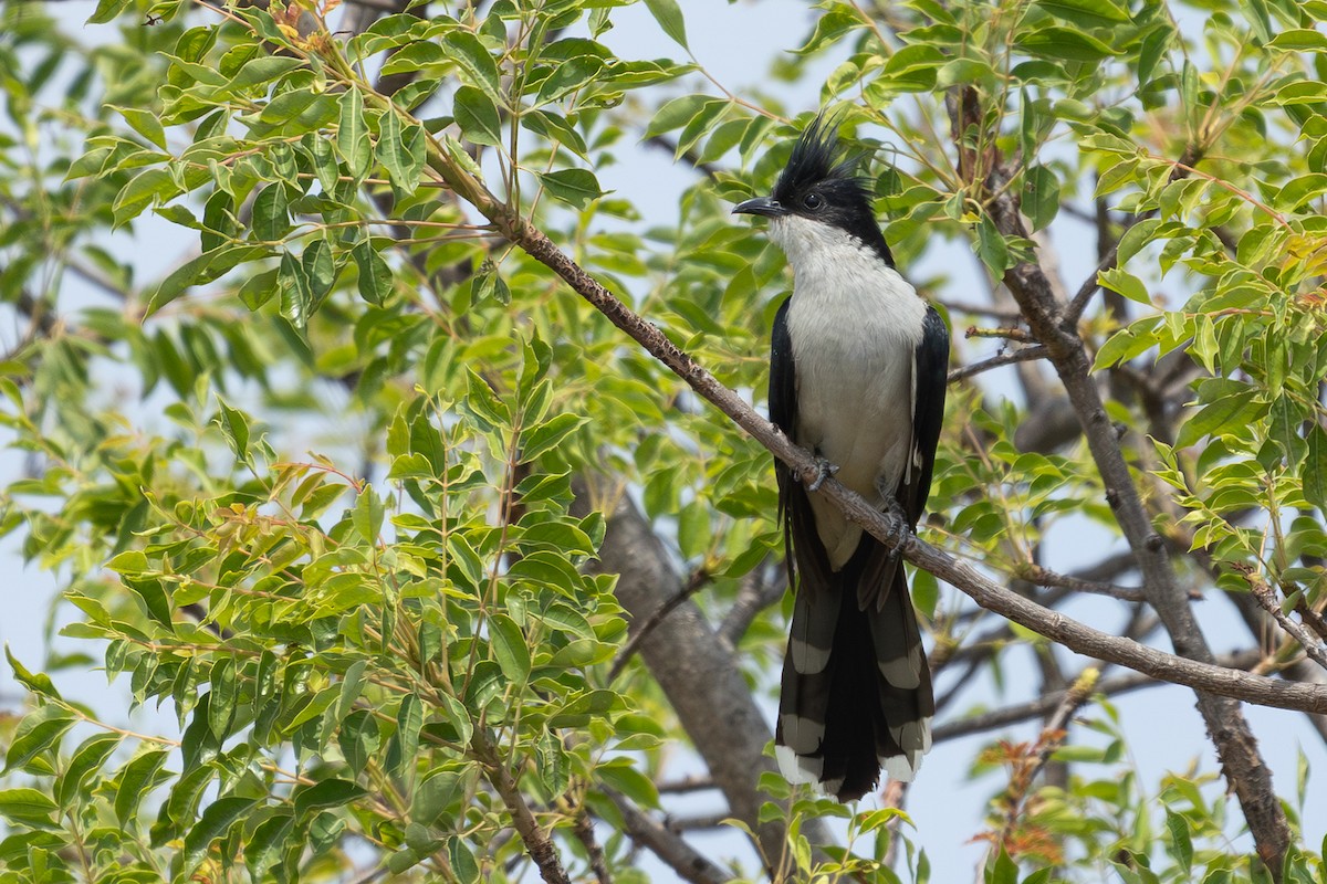 jakobinergjøk - ML645645339