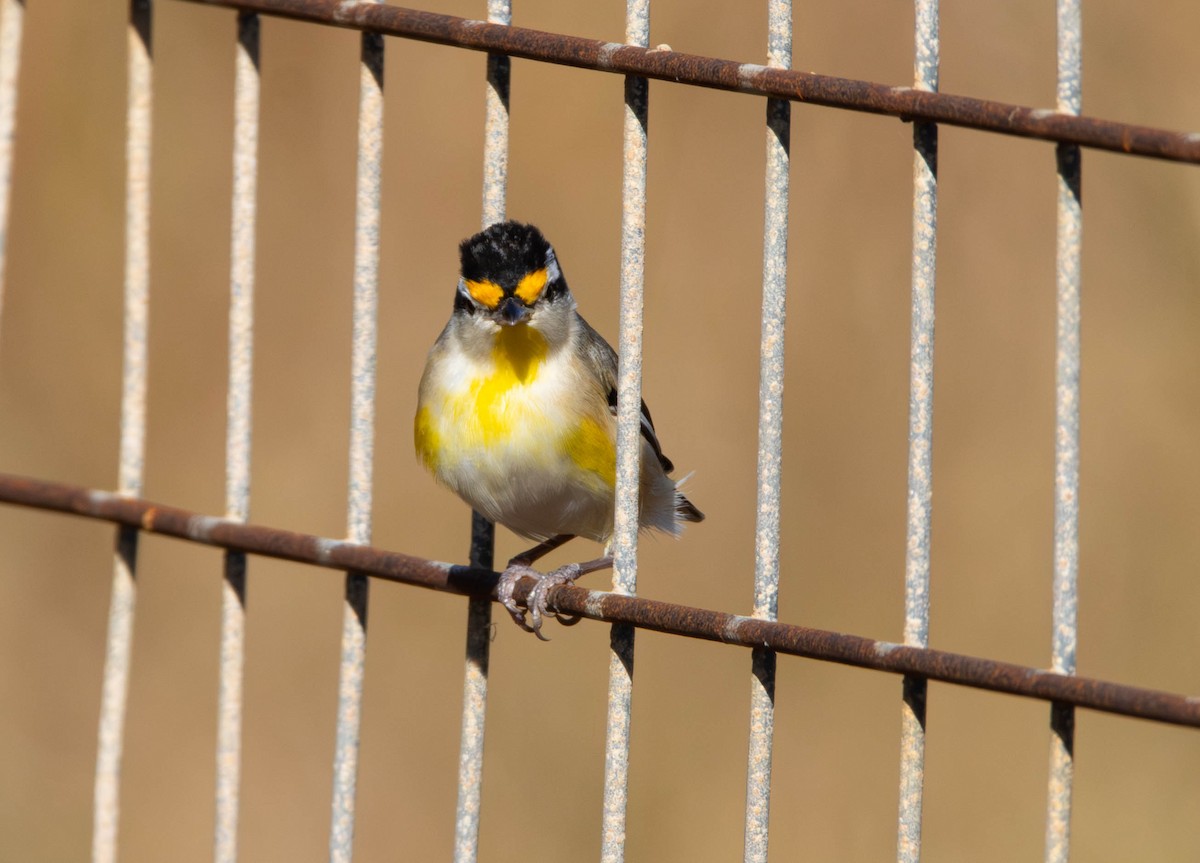 stripediamantfugl - ML645645340