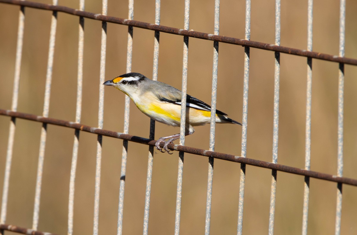 stripediamantfugl - ML645645341