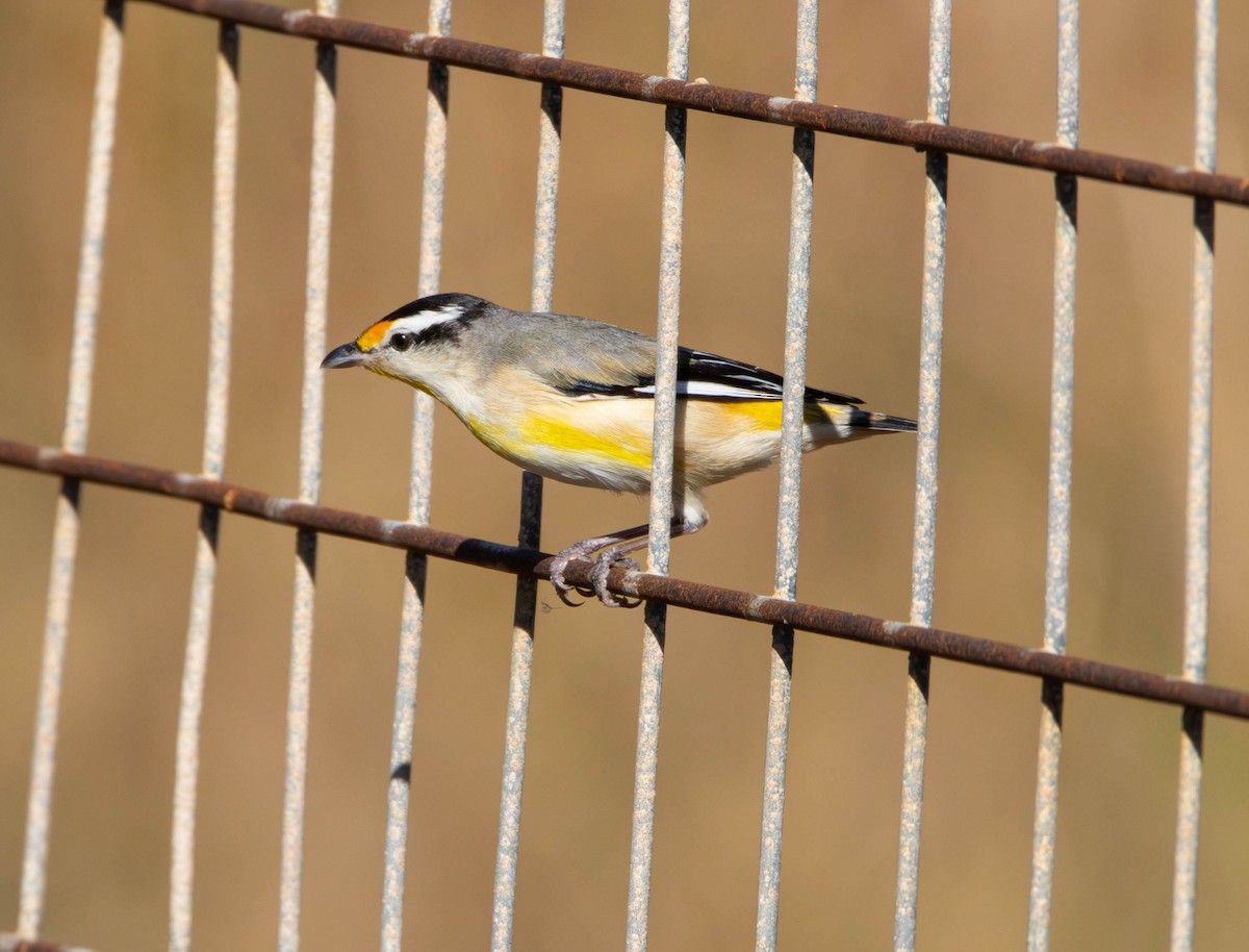 stripediamantfugl - ML645645342