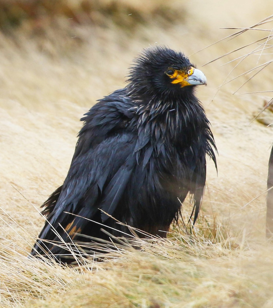 brungumpkarakara - ML645645343