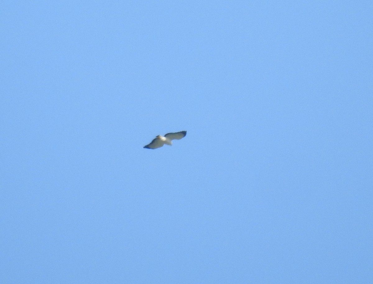 hvithodevåk - ML645645344