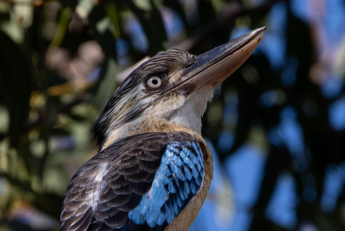 larmkokaburra - ML645645345