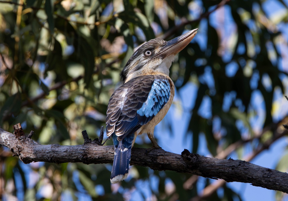 larmkokaburra - ML645645346