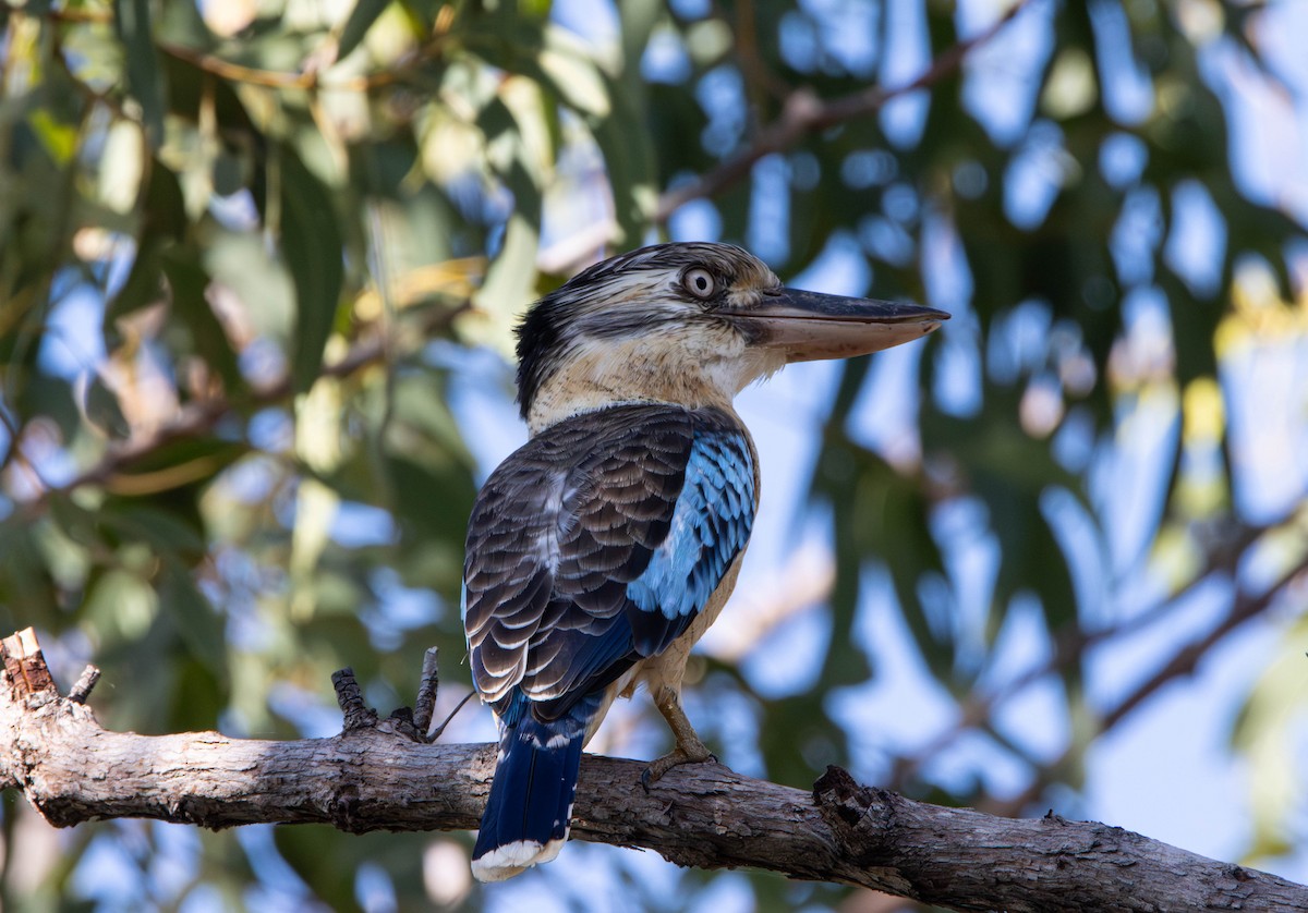 larmkokaburra - ML645645347