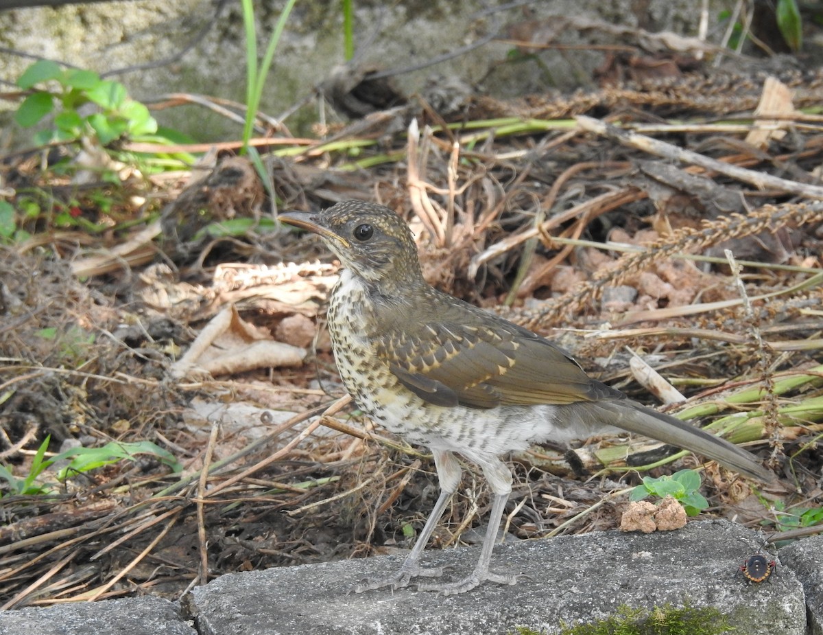 tøyletrost - ML645645349